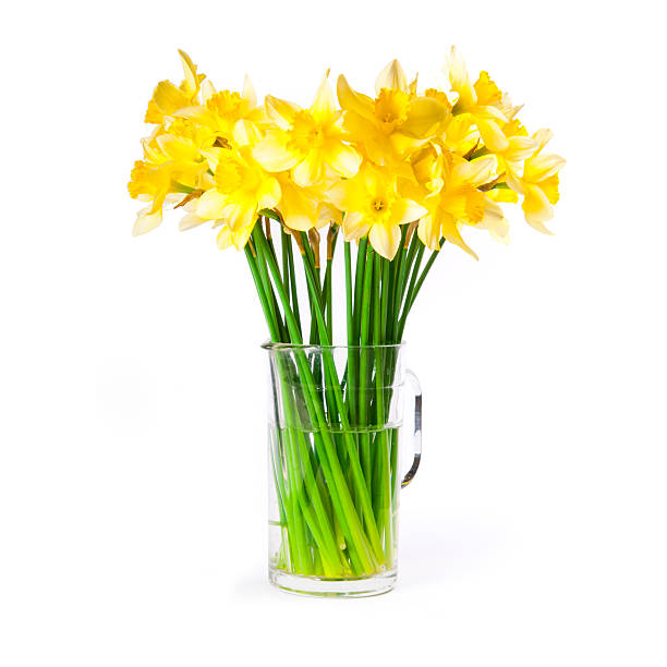 Daffodils bouquet stock photo