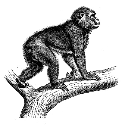 Antique animal illustration: Barbary macaque (Macaca sylvanus), Barbary ape, magot