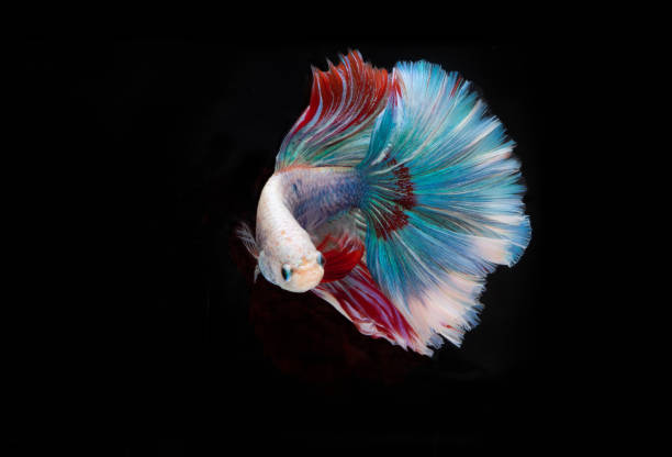 istock Beautiful multi colored Betta Siamese fighting fish, betta fish isolated on Black background. 1207248494