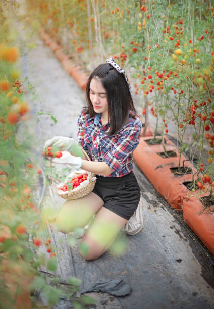 istock asian woman harvesting tomatoes 1207248822