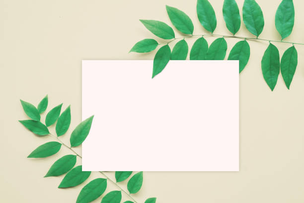 istock green leaves frame with white blank paper flat lay with copy space 1207249028