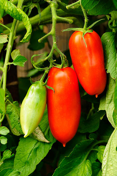 istock Plum tomatos on the vine 120724953