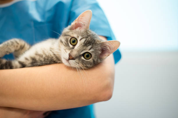 Cтоковое фото Врач-ветеринар держит кошку на руках