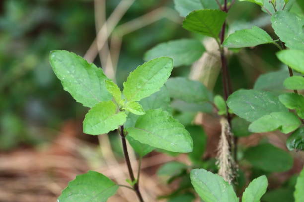 istock tulsi basil or Holy basil  in organic garden 1207249643
