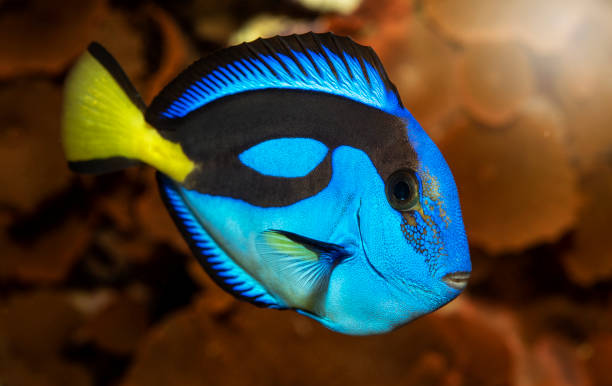 istock Paracanthurus hepatus, Blue tang 1207250066