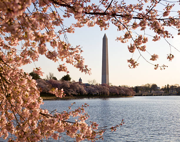 istock Cherry Blossom and Washington Monument 120725268
