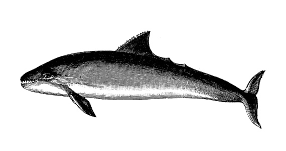 Antique animal illustration: harbour porpoise (Phocoena phocoena)