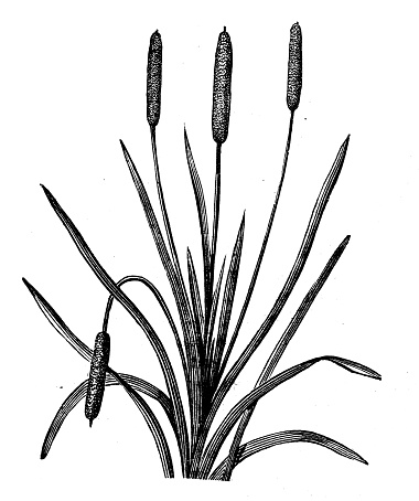 Ilustrasi Botani Antik Typha Latifolia Ekor Kucing Broadleaf Bulrush
