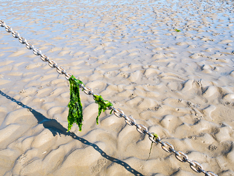 Sea lettuce leaves hanging on anchor chain on sand flat at low tide, Waddensea, Netherlands