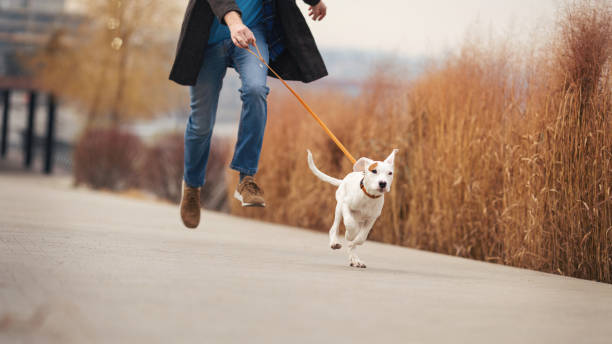 istock Handsome young man spending time with his dog 1207253395