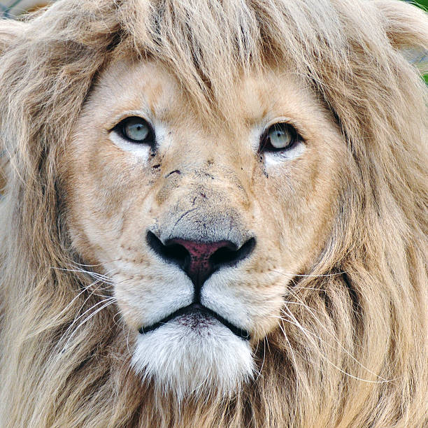 White lion Close up portrait of a white lion male animal. white lion in the zoo stock pictures, royalty-free photos & images