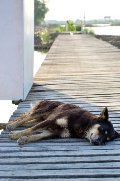 Sleepy Dog on the Wooden Bridge stock photo