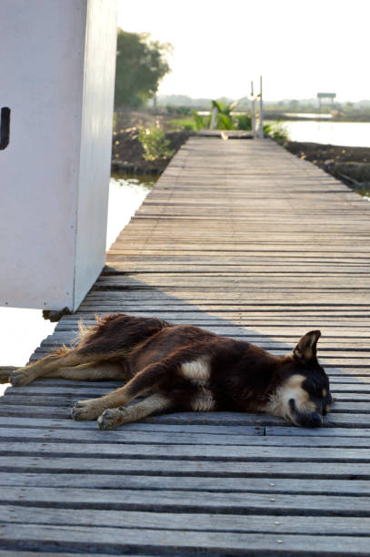 Sleepy Dog on the Wooden Bridge stock photo