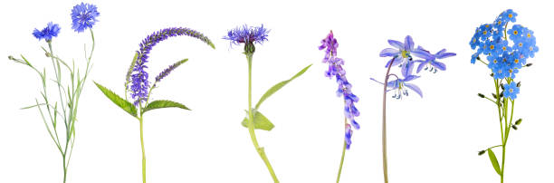 istock isolated blue six flowers on stems 1207254501