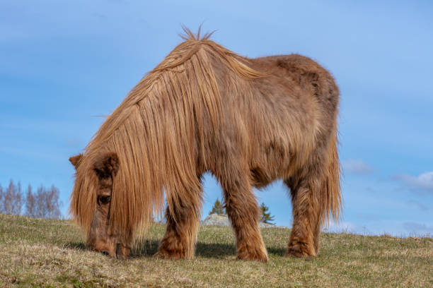 istock Very old and hairy Icelandic horse in sunlight 1207254522