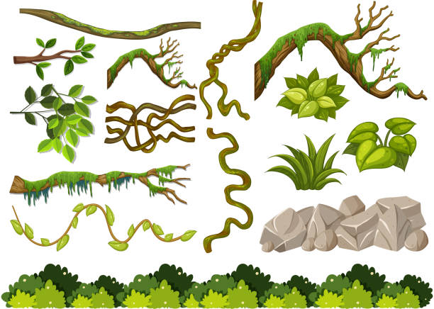 zestaw drewnianych gałęzi i skał na białym tle - moss stock illustrations