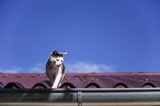 istock Cat on a roof top 1207256128