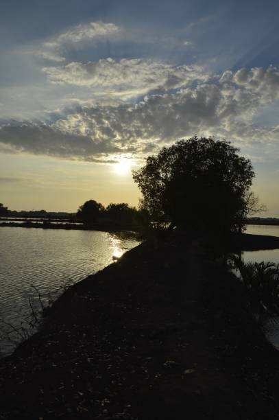 Trees, Water and Loneliness at Sunset stock photo