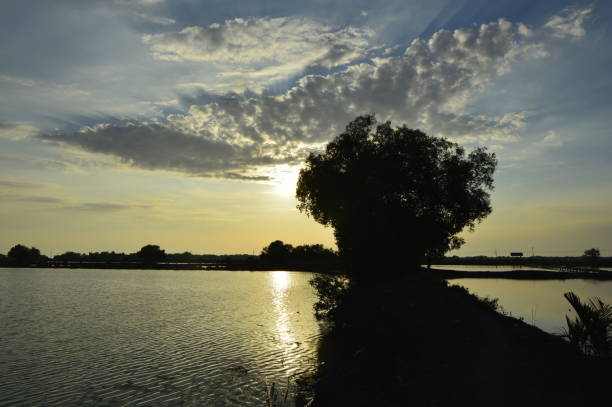 Trees, Water and Loneliness at Sunset stock photo