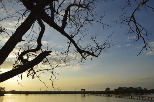 Close-up of Deciduous Tree and Loneliness stock photo