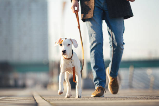 istock Handsome young man spending time with his dog 1207256405