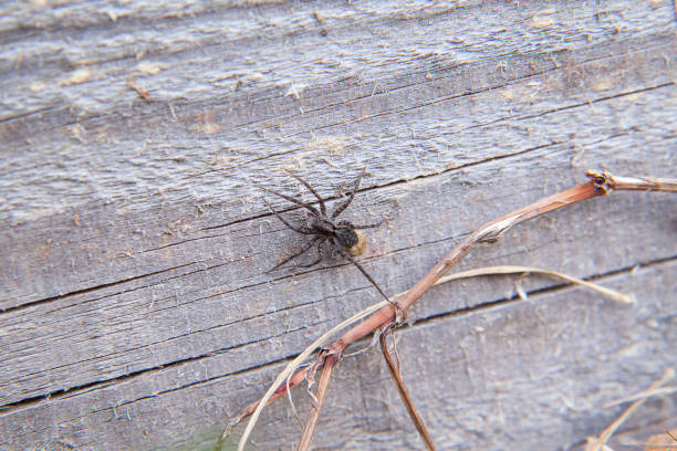 istock Close up view of small spider on natural background 1207256568