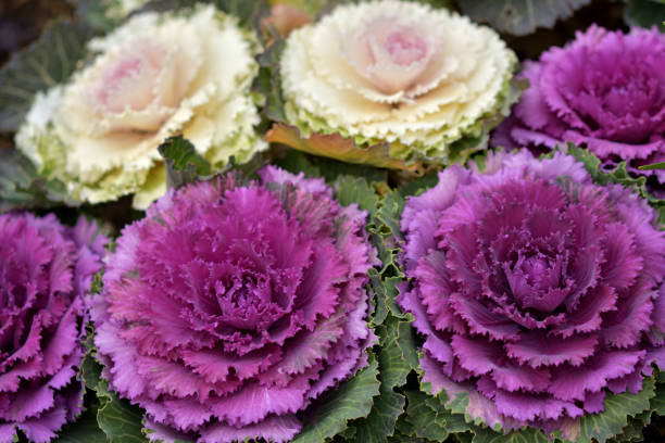 istock Brassica oleracea / Ornamental Cabbage / Ornamental Kale 1207257709