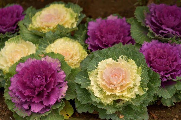 istock Brassica oleracea / Ornamental Cabbage / Ornamental Kale 1207257710