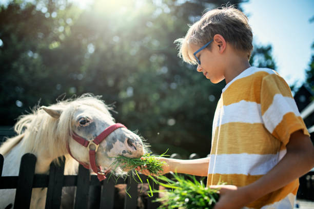 niño alimentando pony con hierba - horse child animal feeding fotografías e imágenes de stock
