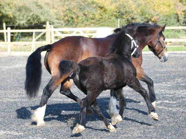 Mare and Foal A Welsh bay mare and her black foal play in an arena. welsh pony foal stock pictures, royalty-free photos & images