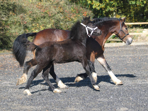 Mare and Foal A Welsh bay mare and her black foal play in an arena. welsh pony foal stock pictures, royalty-free photos & images