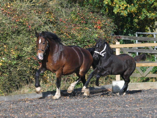 Mare and Foal A Welsh bay mare and her black foal play in an arena. welsh pony foal stock pictures, royalty-free photos & images