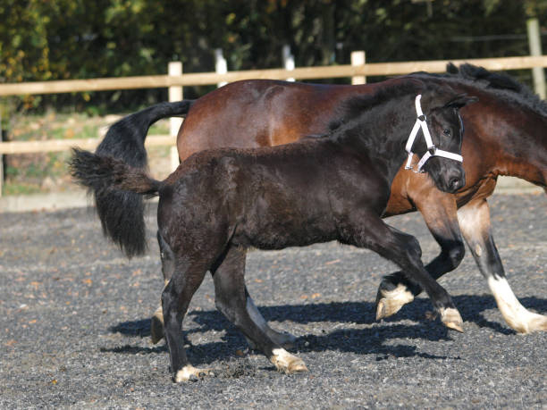 Mare and Foal A Welsh bay mare and her black foal play in an arena. welsh pony foal stock pictures, royalty-free photos & images
