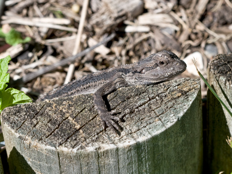Australian baby frill neck lizard on a garden edge