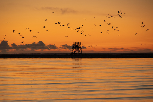 Sunset over the Baltic sea in Pärnu coloring water in orange with silhouette of Vana-Pärnu bird watching tower on horizon and flock of birds flying over