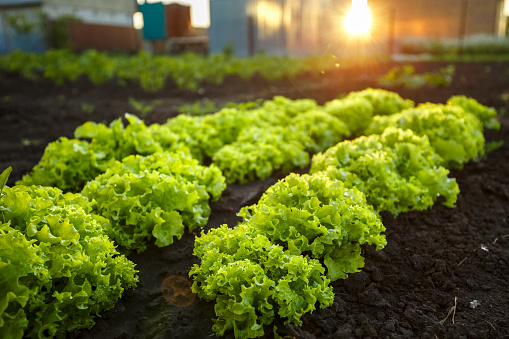 Lettuce grows in the open ground in the garden. Green Lettuce leaves on garden beds in the vegetable field. Garden with the beds of vegetables.