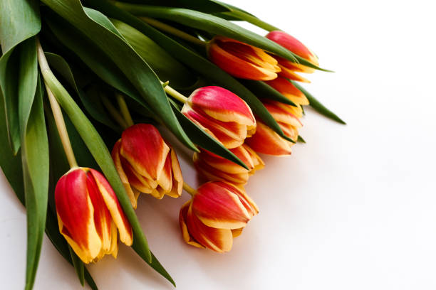 istock juicy red-yellow tulips on a white background. 1207261164