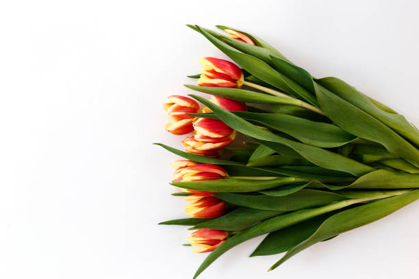 istock many red-yellow tulips, fresh spring flowers on a white background. 1207261184
