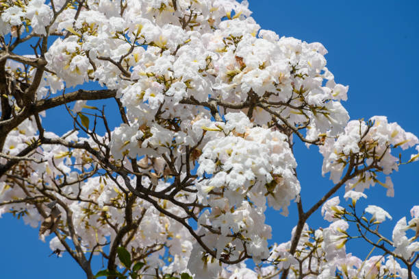 istock Tabebuia Flower (Pink trumpet) blooming in Spring season with blue sky 1207261408