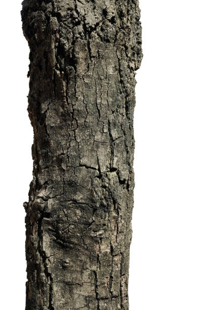 istock Bark of Tree Texture Hi Resolution Isolated on White Background. 1207261962