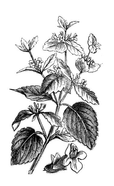 antike botanik illustration: zitronenmelisse (melissa officinalis) - lemon balm stock-grafiken, -clipart, -cartoons und -symbole