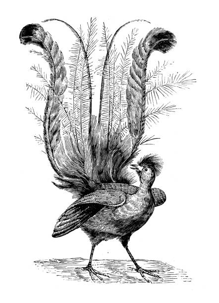 Antique animal illustration: superb lyrebird (Menura novaehollandiae) Antique animal illustration: superb lyrebird (Menura novaehollandiae) superb lyrebird stock illustrations
