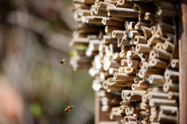 дикие одиночные пчелы (osmia bicornis) летят перед ящиком для насекомых. - bicornis стоковые фото и изображения