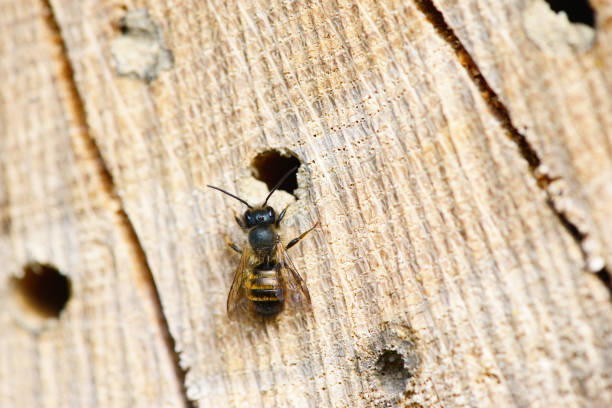 wild solitary bees (osmia bicornis) in front of insect box. - bicornis imagens e fotografias de stock