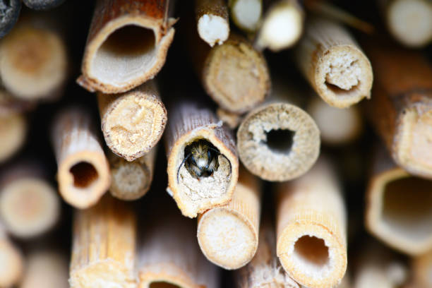Wild solitary bee looking out of her nesting stick.