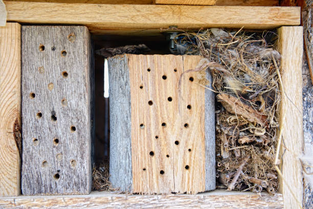 istock insect box made of wood tree trunk with holes. 1207264568