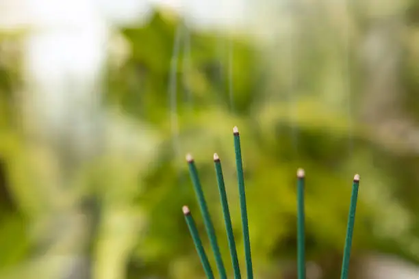 Photo of Close up of burning incense sticks on  green out of focus background with copy space.