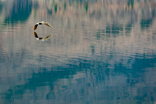 Duck Flying Above Water Surface of a Lake.