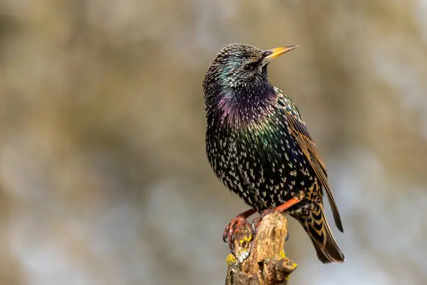 Colorful common starling looking back.