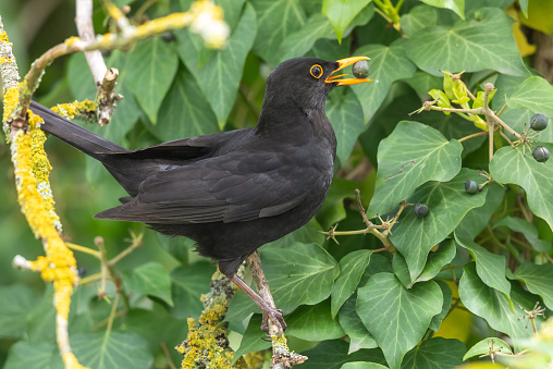Male common blackbird eating an ivy fruit.
